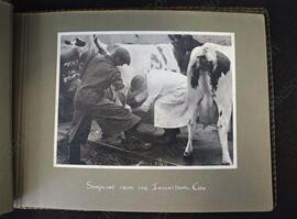 Page Two: "Sampling From The Individual Cow"